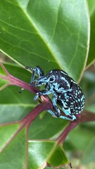 Chrysolopus spectabilis