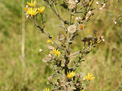 Heterotheca grandiflora
