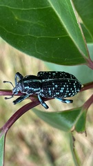 Chrysolopus spectabilis