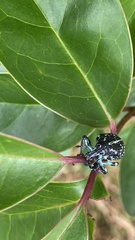 Chrysolopus spectabilis