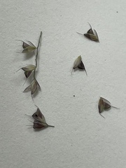 Chloris cucullata
