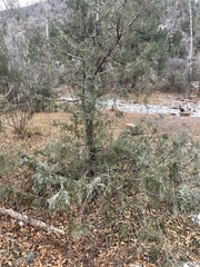 Juniperus scopulorum