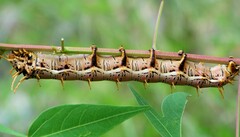 Citheronia splendens