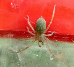 Cheiracanthium mildei