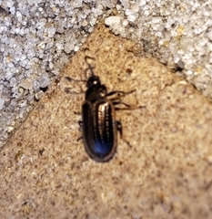 Microtheca ochroloma