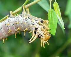 Citheronia splendens