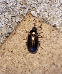 Microtheca ochroloma