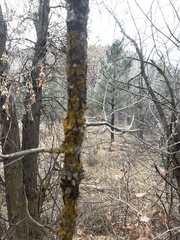 Candelariella rosulans