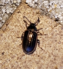 Microtheca ochroloma