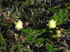Opuntia arechavaletae