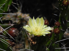 Opuntia arechavaletae