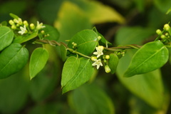 Metastelma decipiens