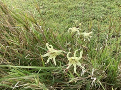 Gladiolus undulatus