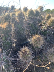 Corynopuntia invicta