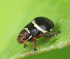 Bathyllus albicinctus
