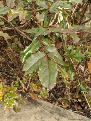 Berberis aquifolium