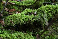 Claopodium crispifolium