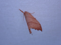 Drepana bilineata