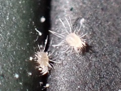 Dermatophagoides farinae