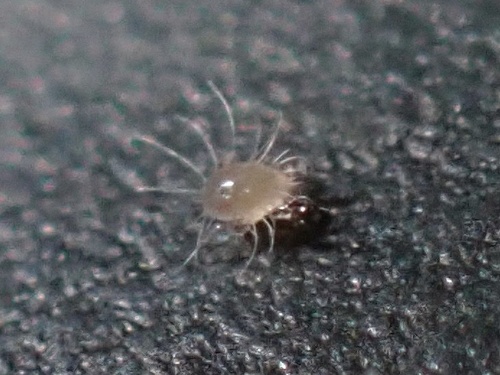 קרדית אבק הבית (Dust Mite)