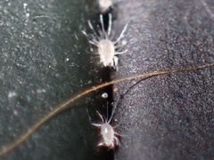 Dermatophagoides farinae