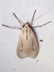 Agaraea semivitrea