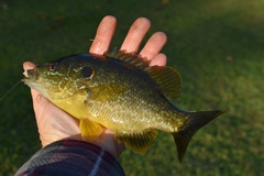 Lepomis cyanellus × microlophus