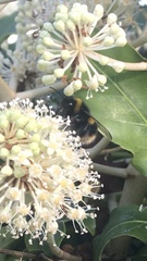 Bombus terrestris audax