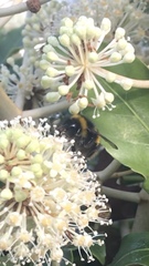 Bombus terrestris audax