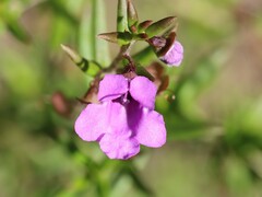 Prostanthera scutellarioides