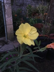 Oenothera affinis