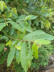 Xylopia maccreae