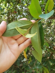 Xylopia maccreae