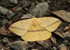 Lonomia