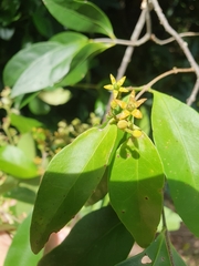 Loeseneriella barbata