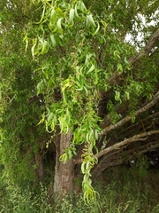 Salix babylonica tortuosa