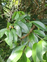 Loeseneriella barbata