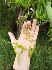 Salix babylonica tortuosa