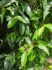 Loeseneriella barbata