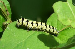 Alypiodes bimaculata