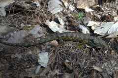 Abronia oaxacae