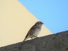 Passer hispaniolensis