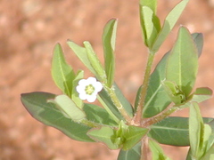 Euphorbia pubentissima