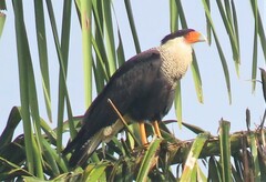 Caracara plancus cheriway