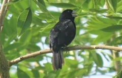 Sporophila crassirostris