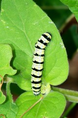 Alypiodes bimaculata