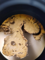 Lobarina scrobiculata