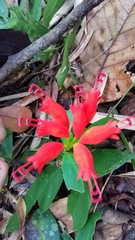 Aeschynanthus