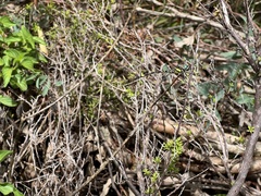 Parasynthemis regina