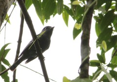 Pachyramphus polychopterus